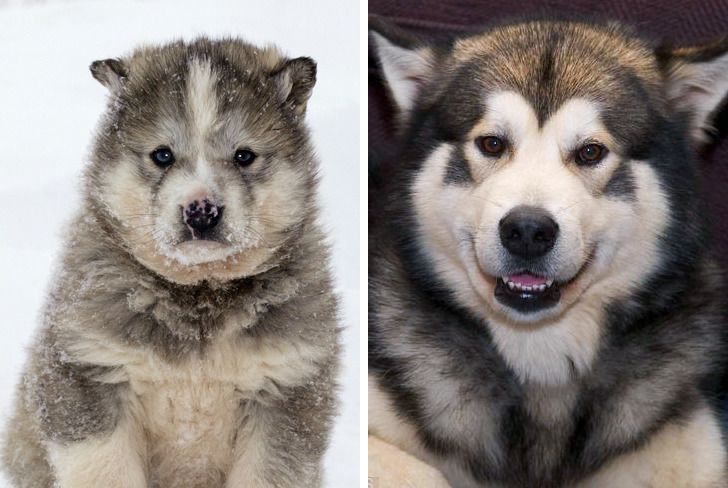 Овие 12 раси на преслатки кученца кога пораснуваат се трансформираат во огромни „волци“