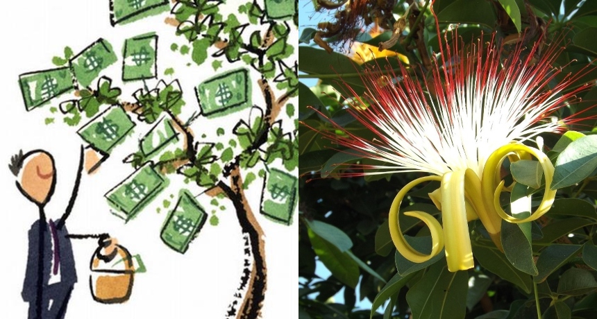 Сите знаеме за дрвото на парите, но еве уште 5 моќни собни растенија кои привлекуваат богатство