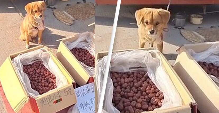 Слатко кученце не дозволува тезгата на пазар и неговиот сопственик да останат незаштитени