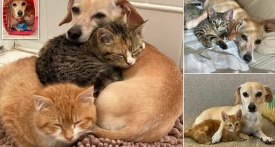 Грижливо куче привремено „посвои“ две срамежливи мачиња кои беа пронајдени напуштени во двор