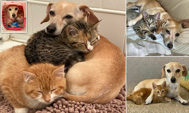 Грижливо куче привремено „посвои“ две срамежливи мачиња кои беа пронајдени напуштени во двор