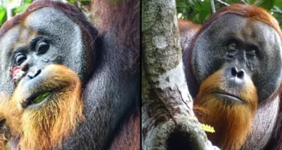 Неверојатен момент Орангутан самиот користи природен лек за неговата рана на лицето